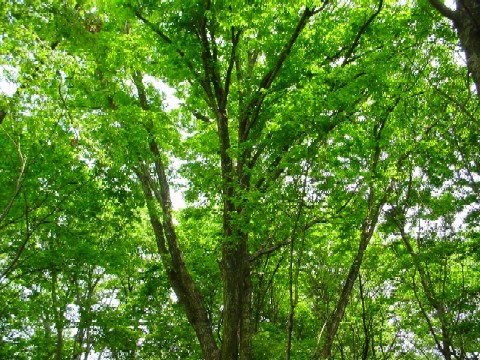 ���グ��΁@�ؘR��z