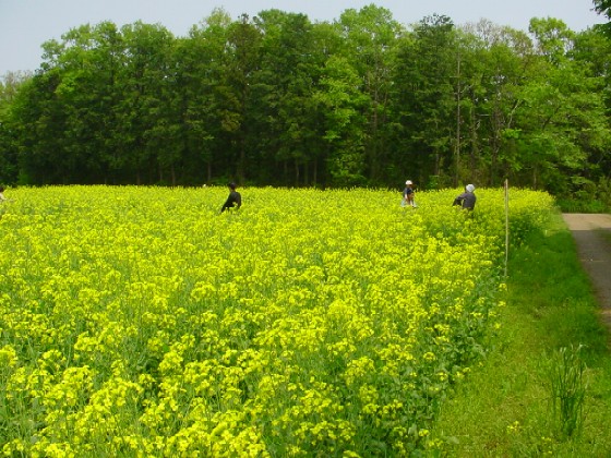 2005�N5���؂̉Ԕ�