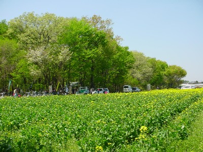 �؂̉Ԕ��̗l�q