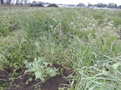 �i�^�l�̎���̎G������菜���āE�E�E